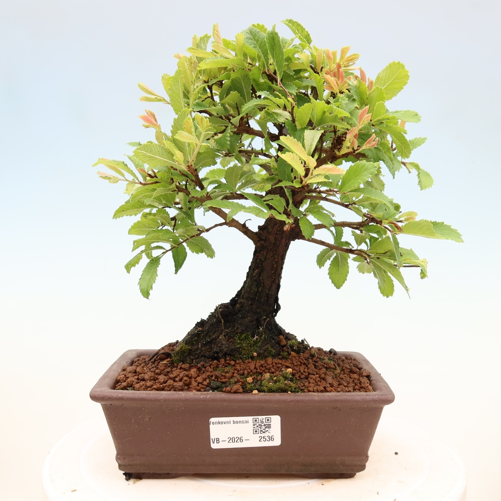 Vonkajšie bonsaje - Zelkova - Zelkova NIRE