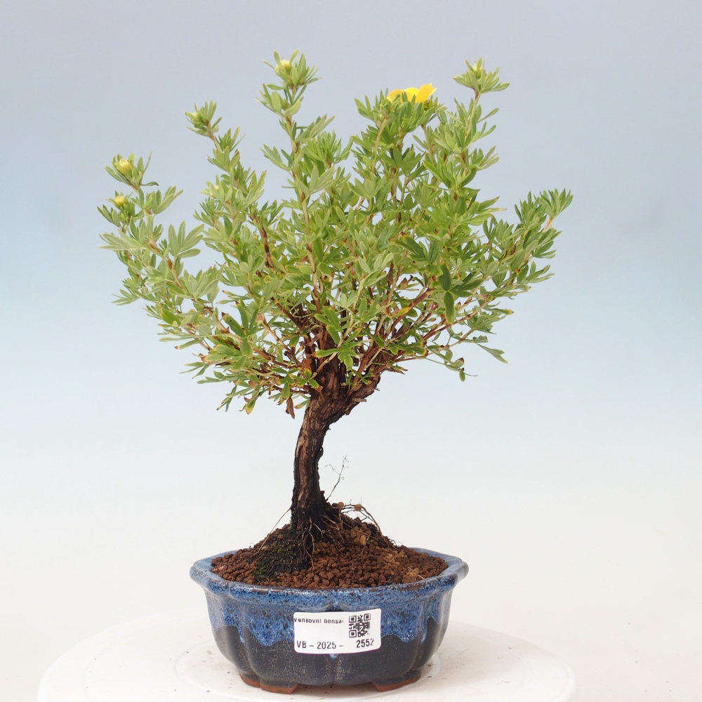 Vonkajšia bonsai-Nátržník krovitá - potentila fruticosa yellow Bird