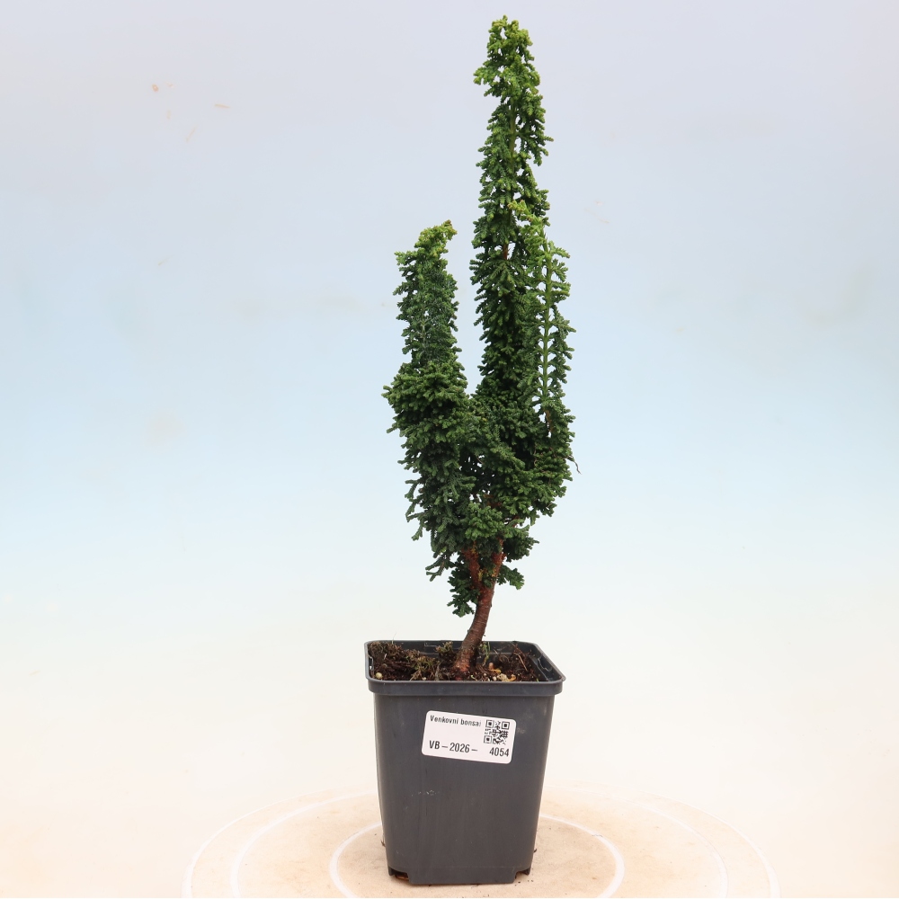 Vonkajší bonsaj - Cham. obtusa SEKKA HINOKI - Cypruštek