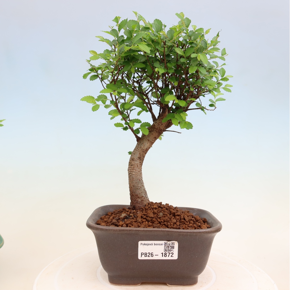 Izbový bonsaj - Ulmus parvifolia - brest malolistý