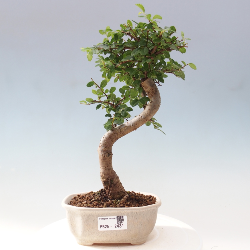 Izbová bonsai-malolistá brest 