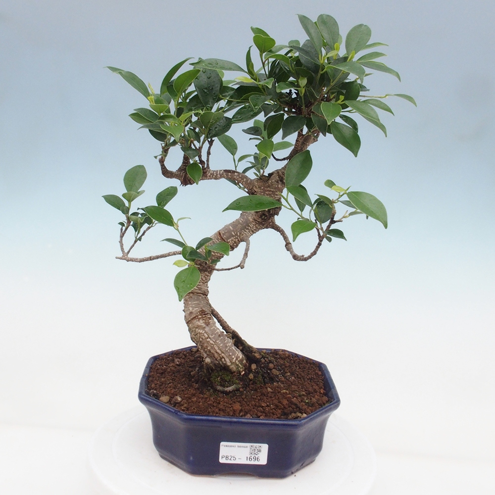 Izbová bonsai - Ficus retusa - malolistá fikus