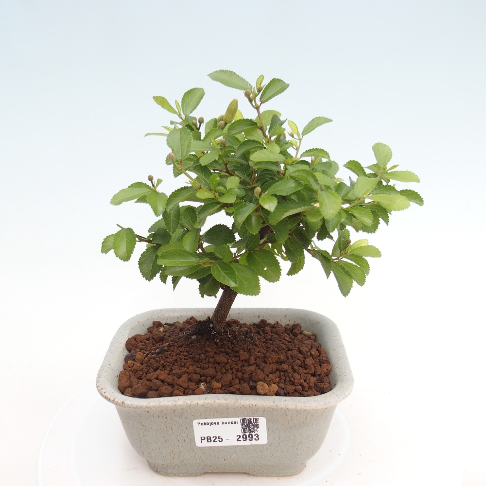 Izbová bonsai - Grewia occidentalis - Hviezdica levanduľová