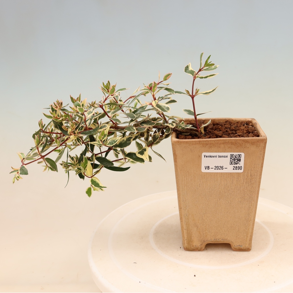 Vonkajší bonsai – Abelia gr. Confetti – Abélie veľkokvetá