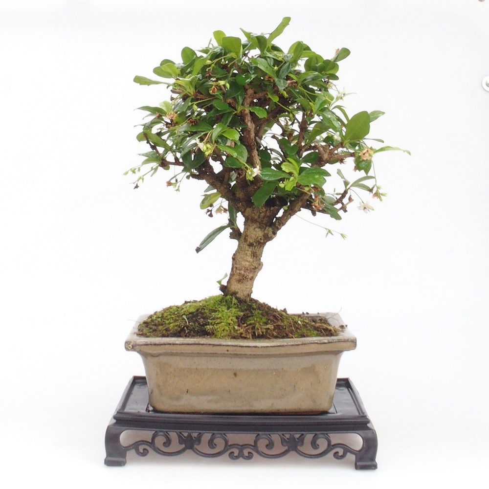Bonsai stolík plastový obdĺžnikový 18 x 12 x 3,5  cm, farba čierna