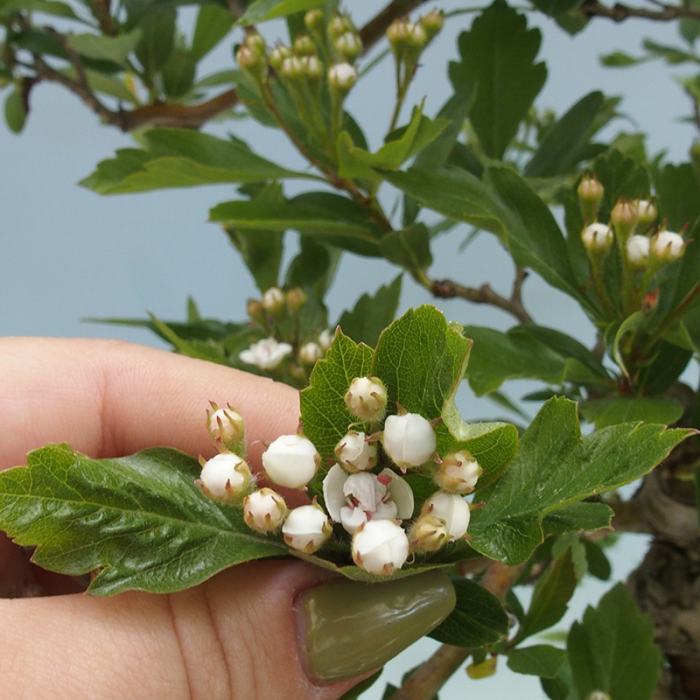 Vonkajší bonsai - Hloh klinovitý - Crataegus cuneata