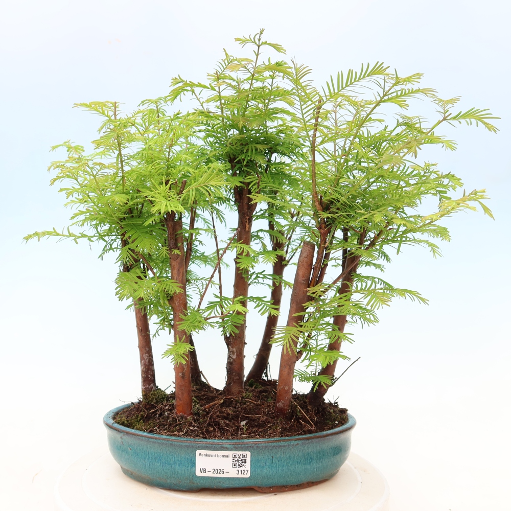 Vonkajší bonsai – Metasequoia glyptostroboides – čínska metasekvoja – hájik