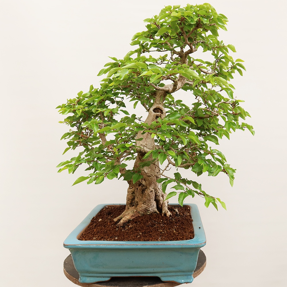 Vonkajší bonsai -Carpinus Coreana - Hrab kórejský
