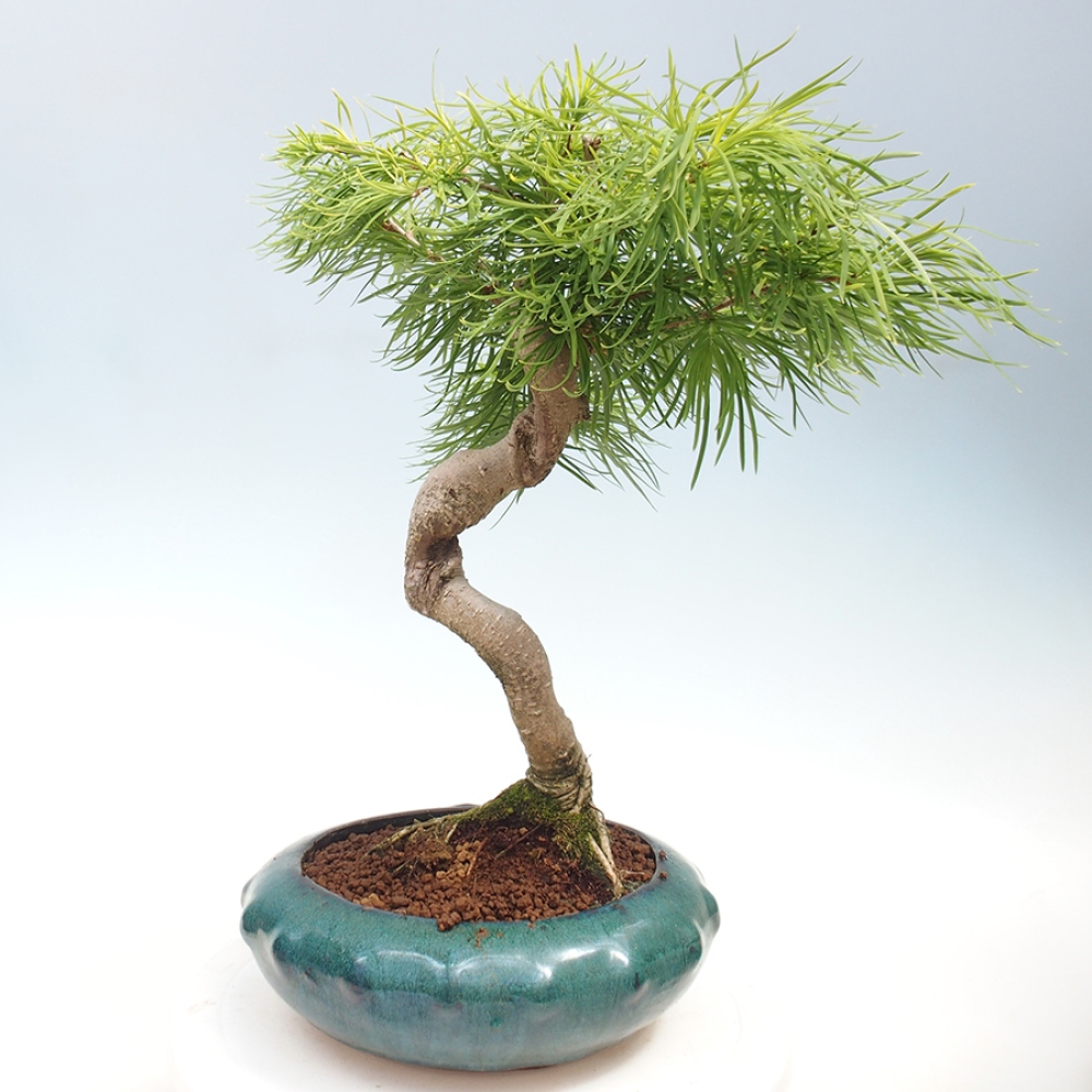 Vonkajší bonsai - Pamodrín - Pseudolarix amabis