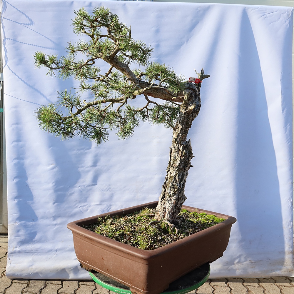 Pinus sylvestris Španielsko – borovica lesná