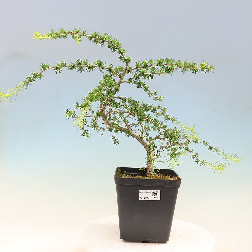 Vonkajšie bonsaje -Larix decidua - Smrekovec