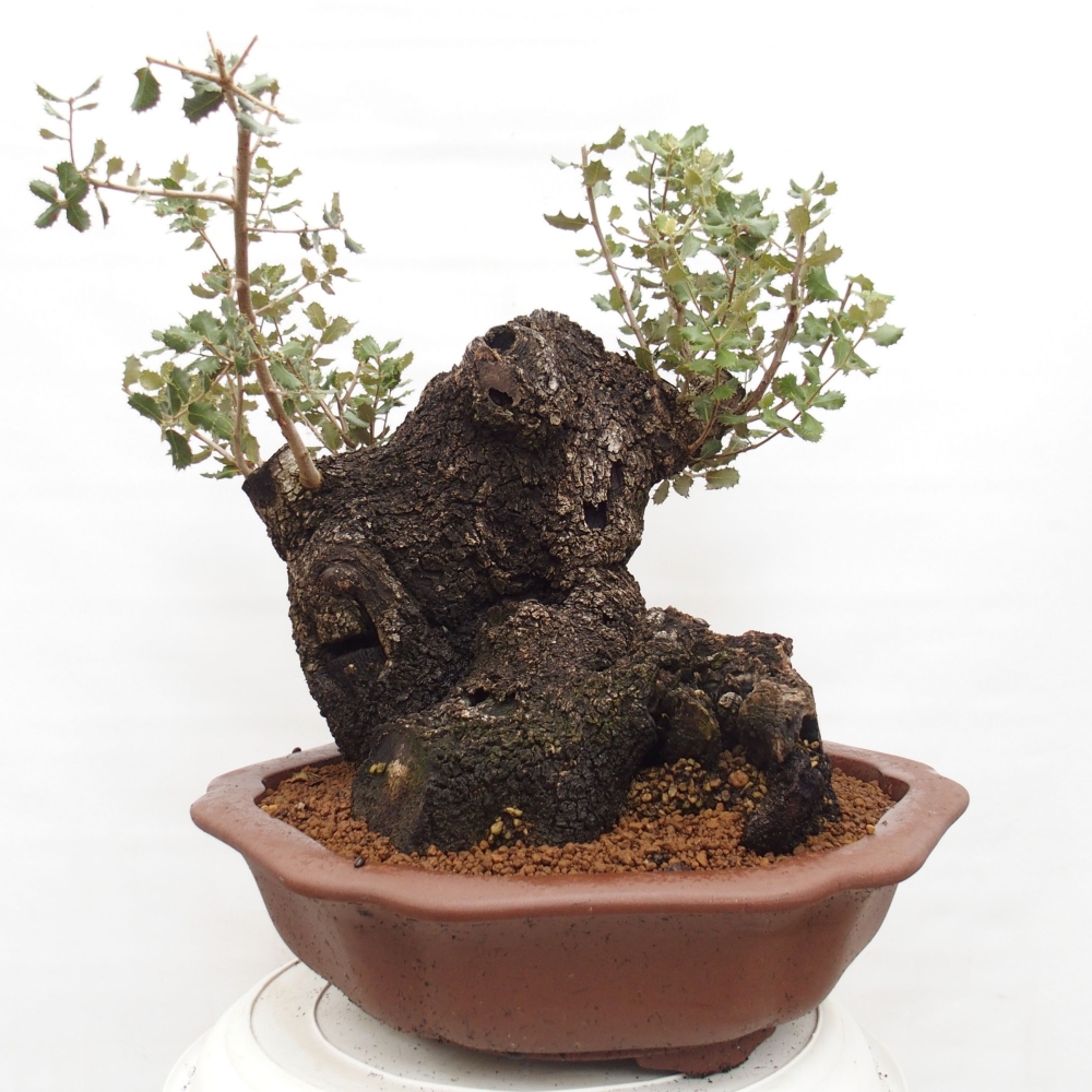 Yamadori - Quercus Ilex -Dub cezmínovitý