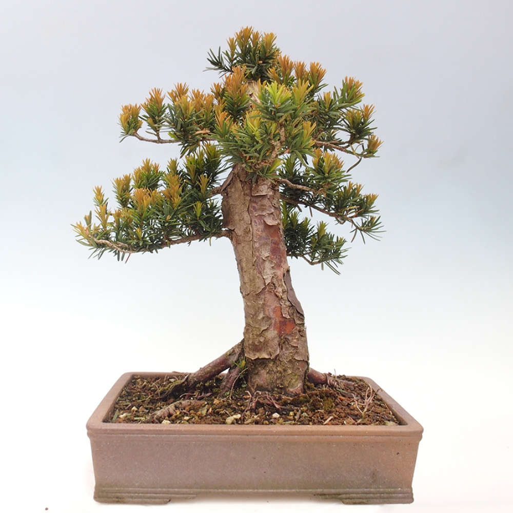 Vonkajší bonsai - Taxus cuspidata - Tis japonský
