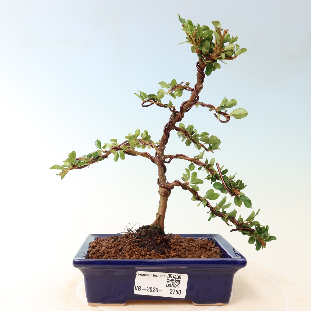 Vonkajšie bonsaje - Cotoneaster horizontalis - Skalnaté hory