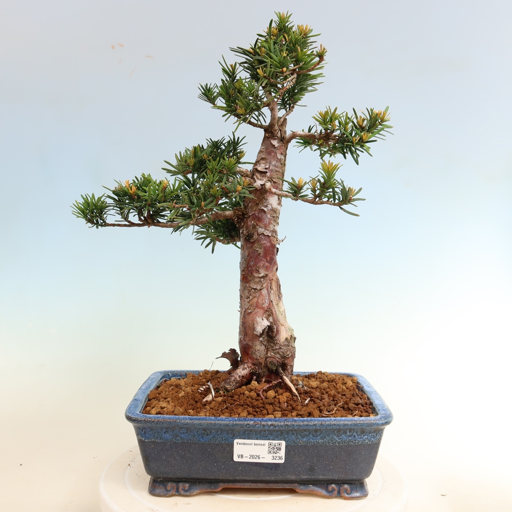 Vonkajší bonsai – Taxus cuspidata – japonský tisu