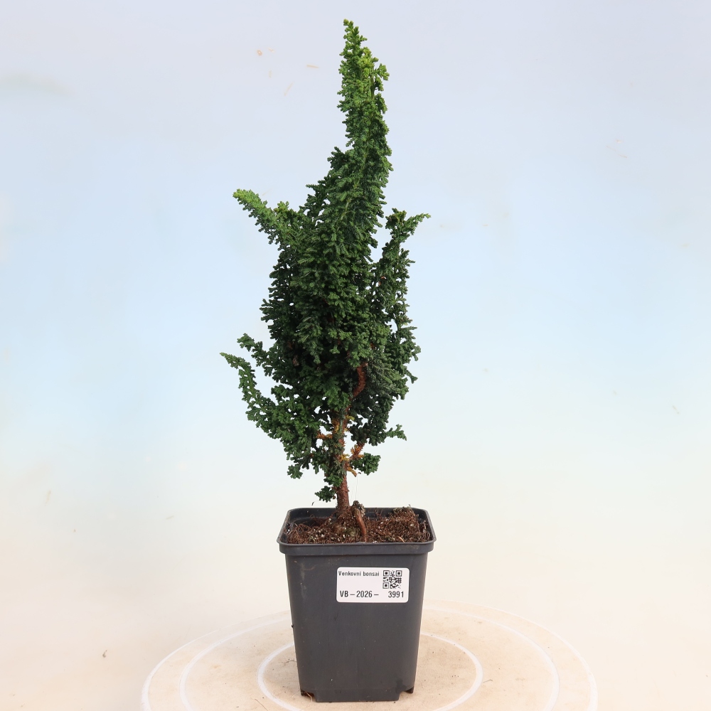 Vonkajší bonsaj - Cham. obtusa SEKKA HINOKI - Cypruštek