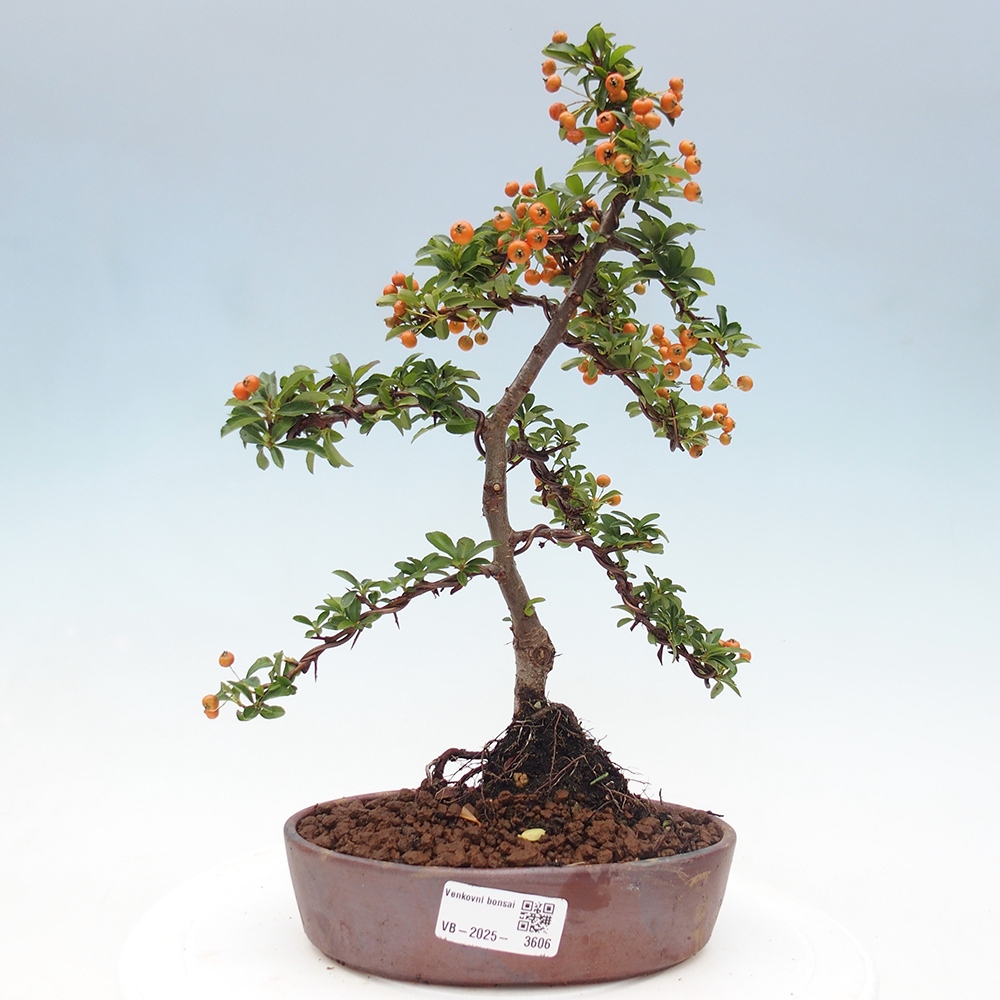 Vonkajšia bonsai-Pyracanta Teton -Hlohyně