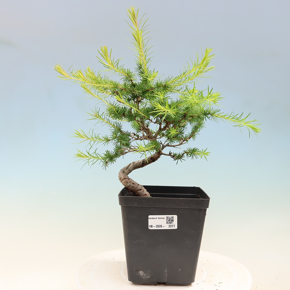 Vonkajšie bonsaje -Larix decidua - Smrekovec
