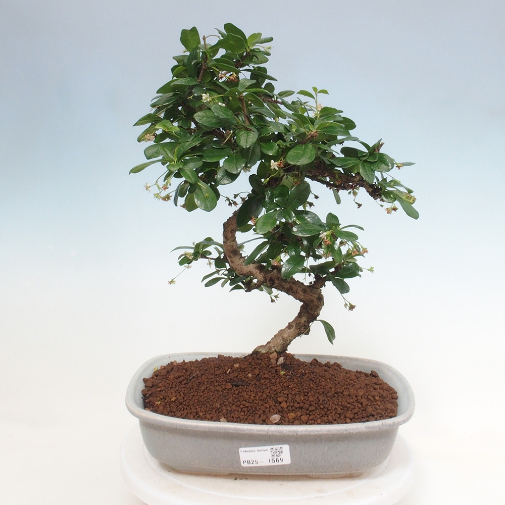 Izbová bonsai - Carmona macrophylla - Čaj fuki