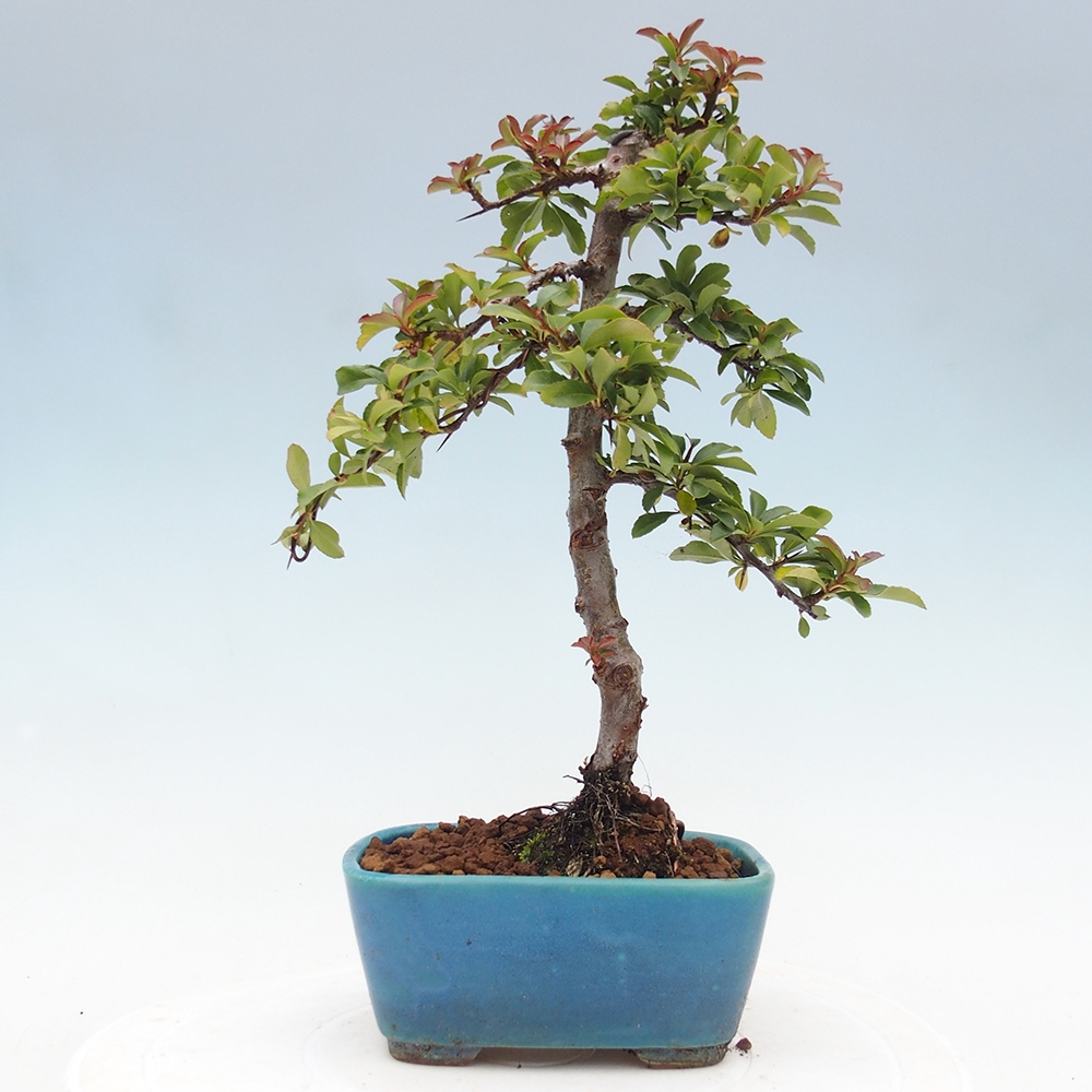 Vonkajšia bonsai-Pyracanta Teton -Hlohyně