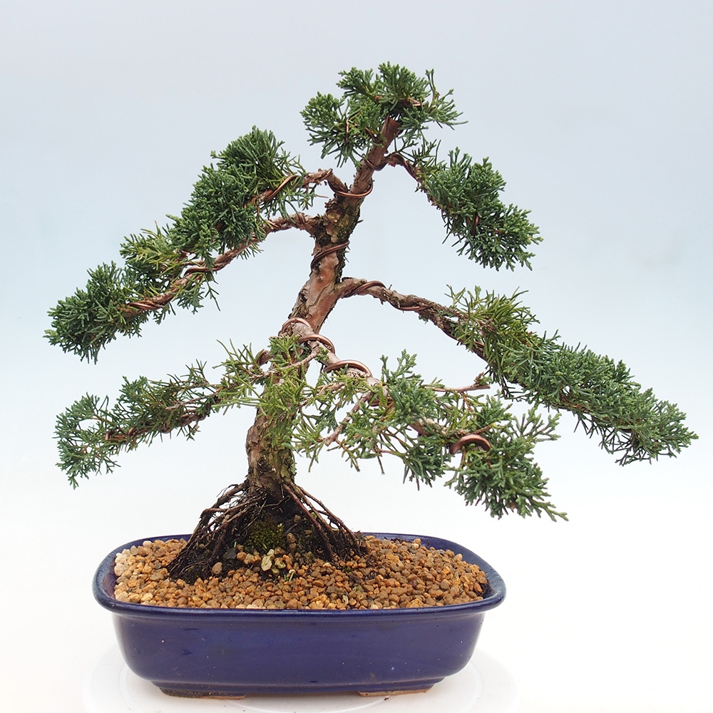 Vonkajšie bonsai - Juniperus chinensis Kishu -Jalovec čínsky