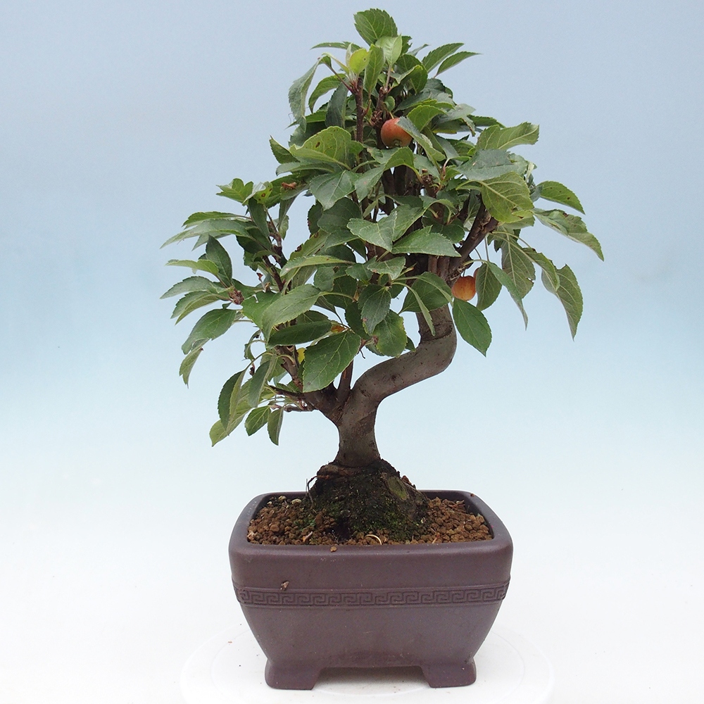 Vonkajší bonsai -Malus halliana - Maloplodá jabloň