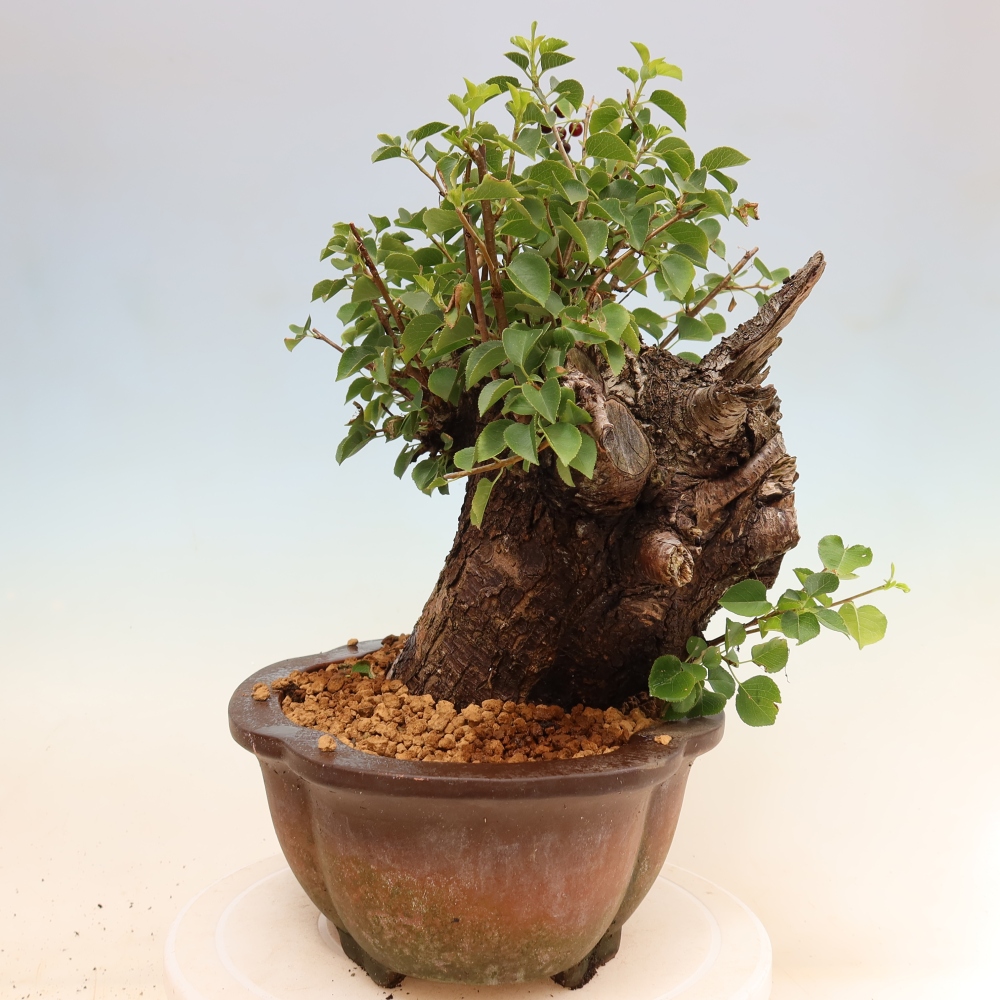 Vonkajší bonsai – Mahalebka – Prunus mahaleb