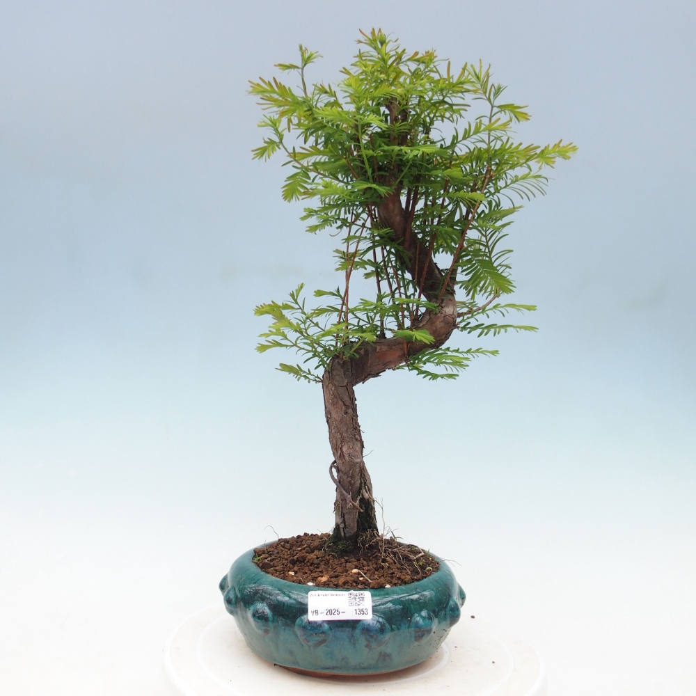 Vonkajšie bonsai - Metasequoia glyptostroboides - Metasekvoja Čínska