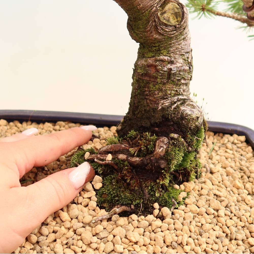 Vonkajšie bonsaje – Pinus mugo Humpy – borovica krivá