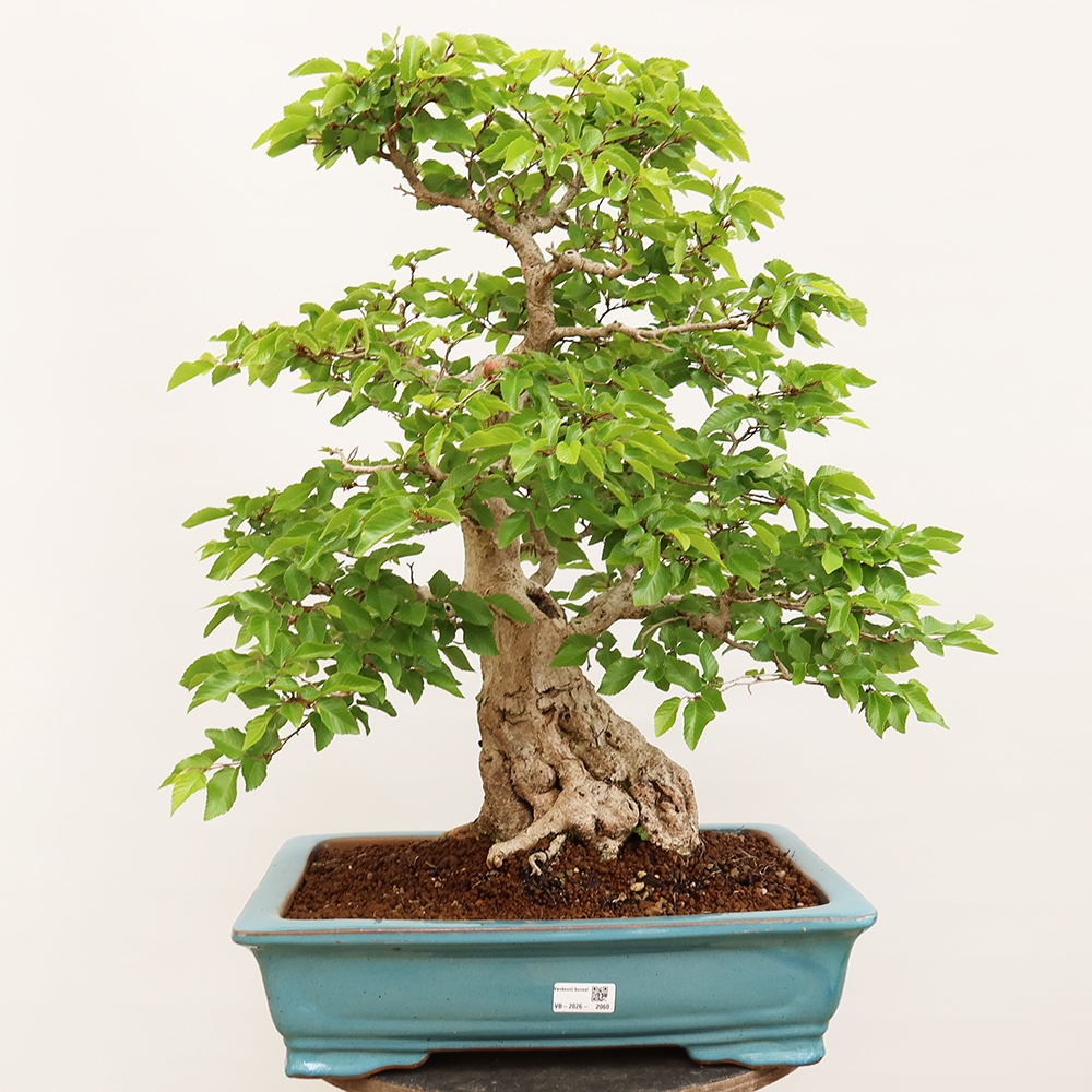 Vonkajší bonsai -Carpinus Coreana - Hrab kórejský