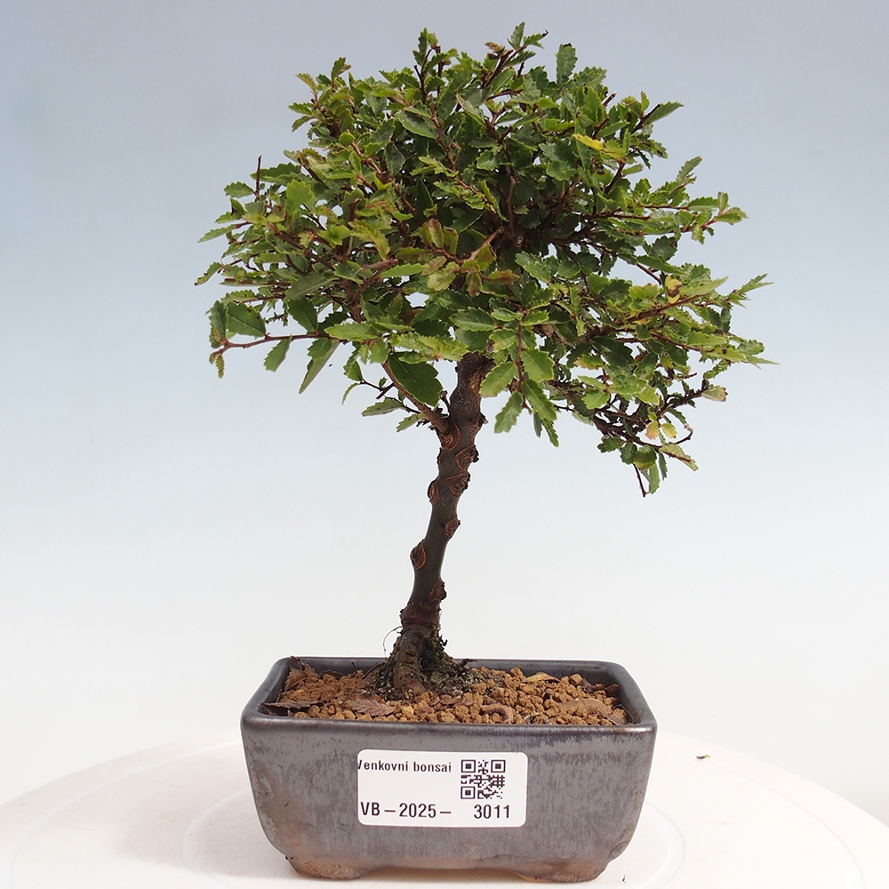 Vonkajší bonsai - Ulmus parvifolia Sagei - Malolistý brest