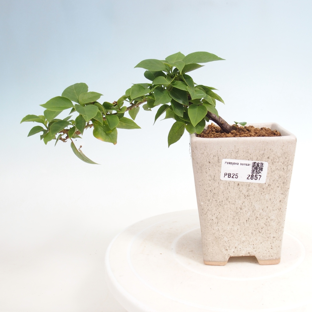 Izbová bonsai - Bouganwilea