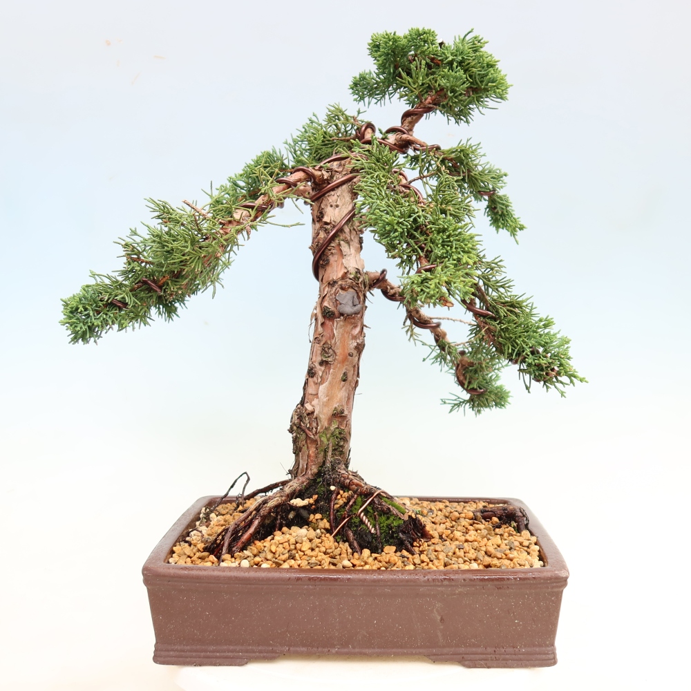 Vonkajší bonsaj - Juniperus chinensis Kishu