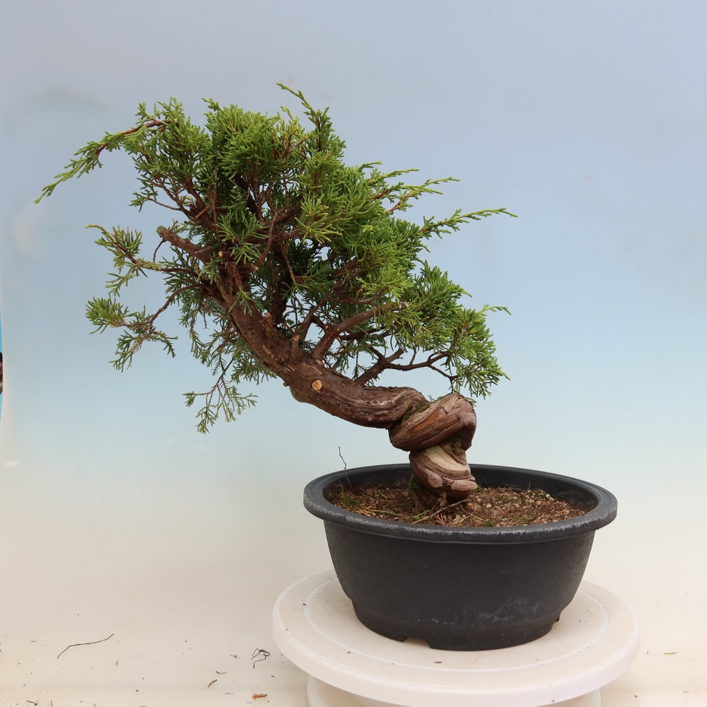 Vonkajší bonsai – Juniperus chinensis Itoigawa – čínsky jalovec
