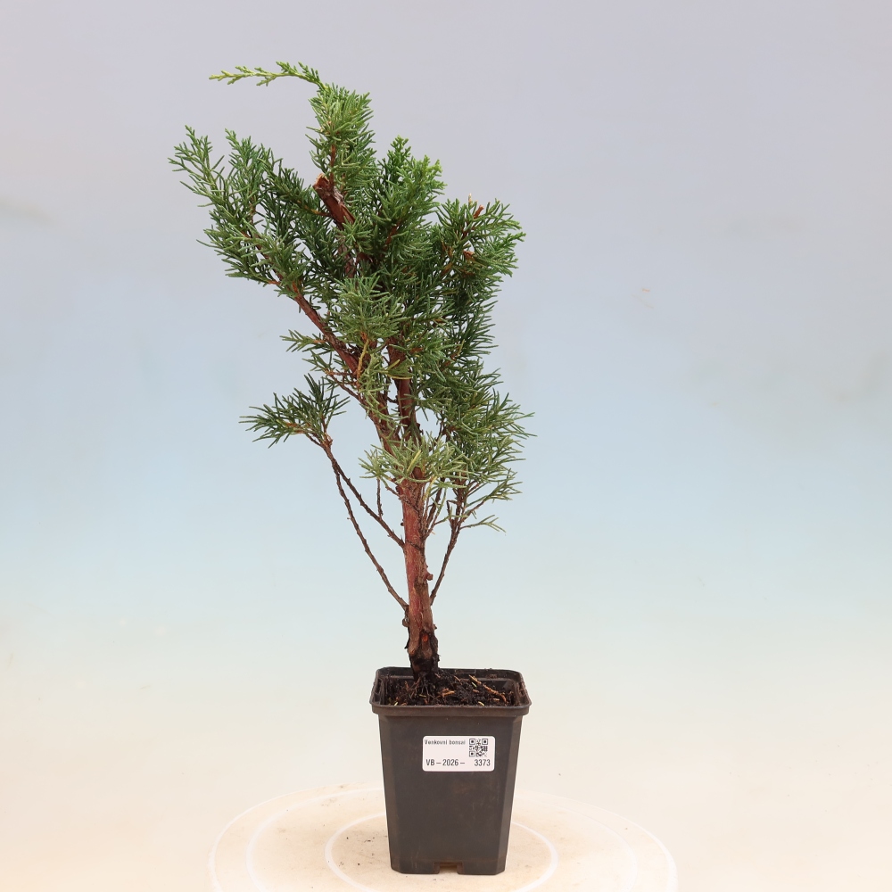 Vonkajší bonsaj - Juniperus chinensis Kishu