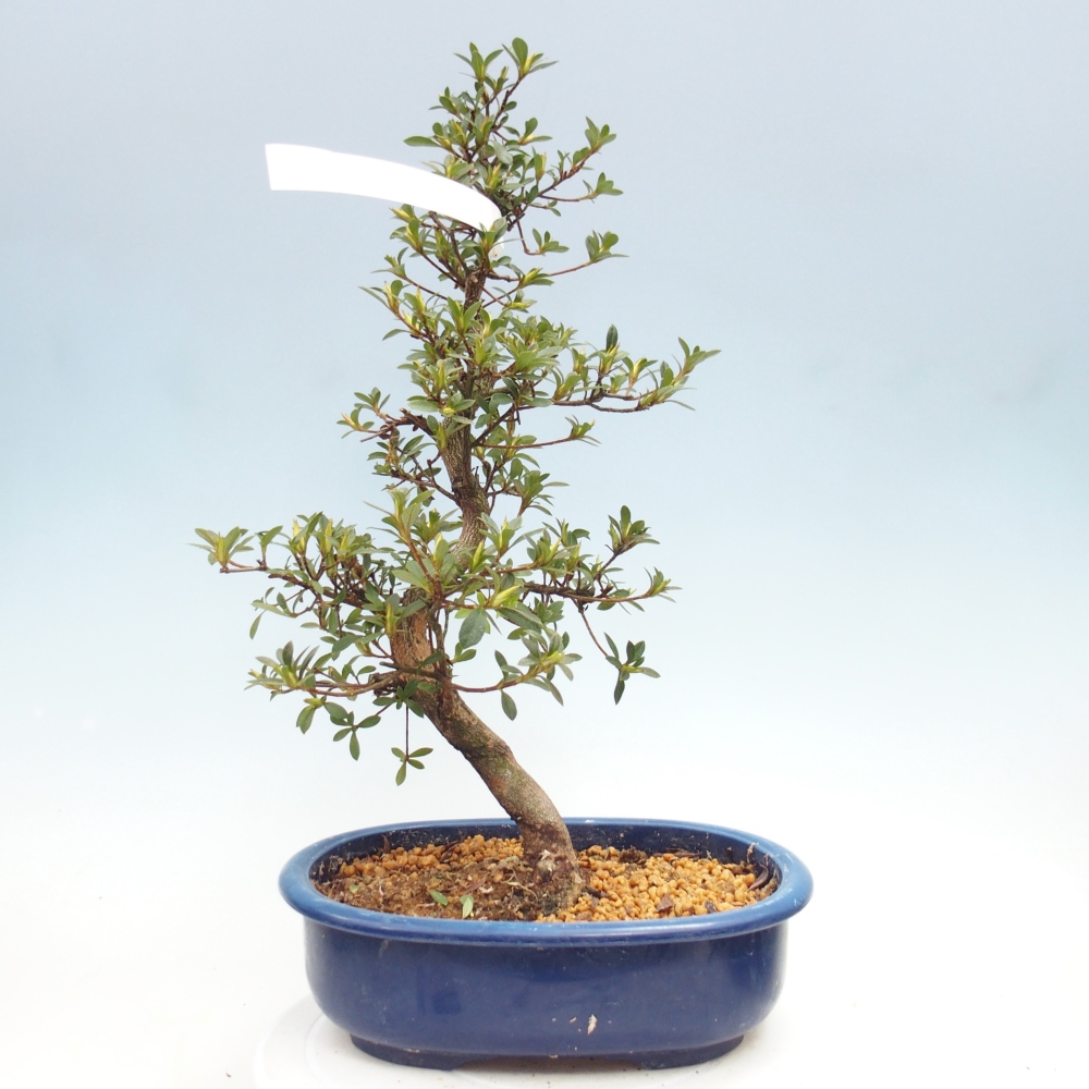 Vonkajšie bonsaje - Japonská azalka - Azalka MURASAKI