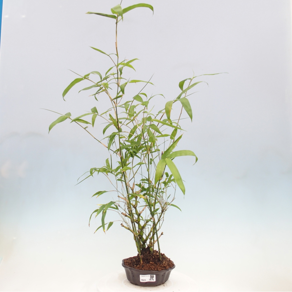 Izbová bonsai - Bambus budha-Bambus budhovo brucho
