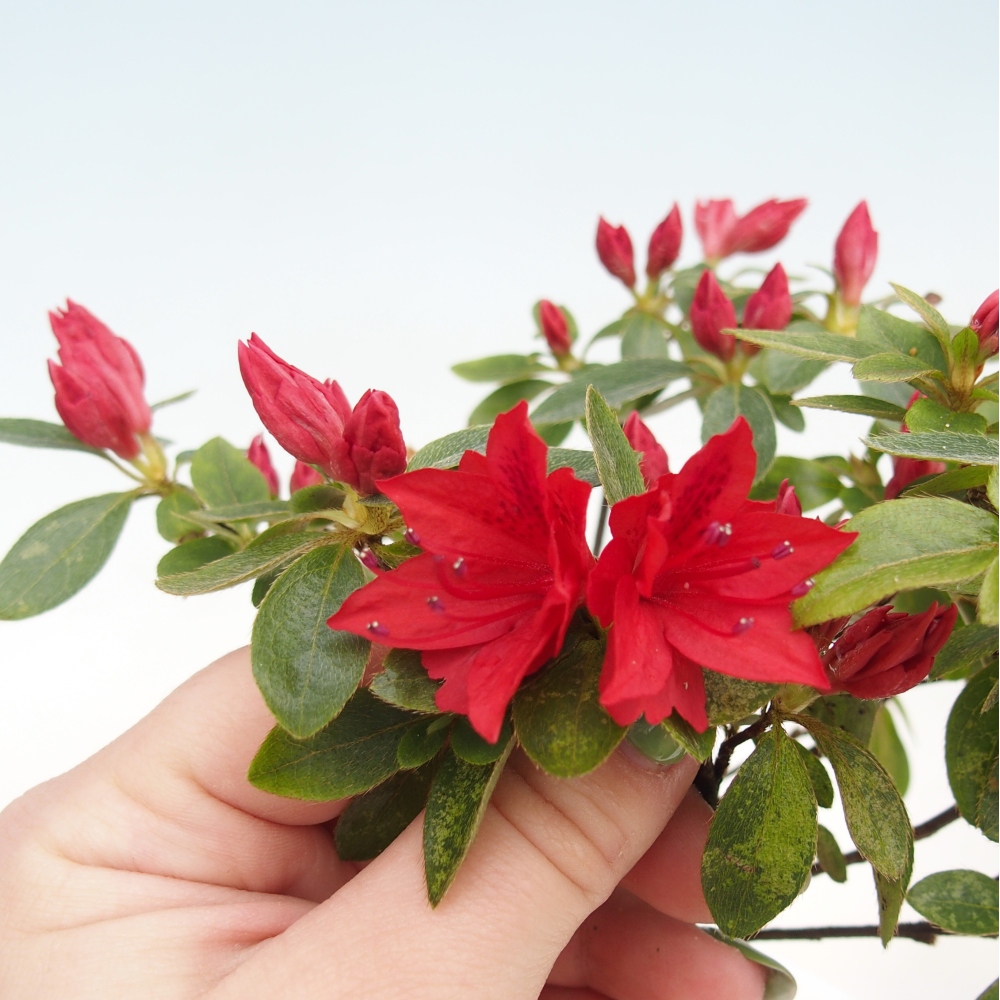 Vonkajšie bonsaje - Japonská azalka - Azalea sp.