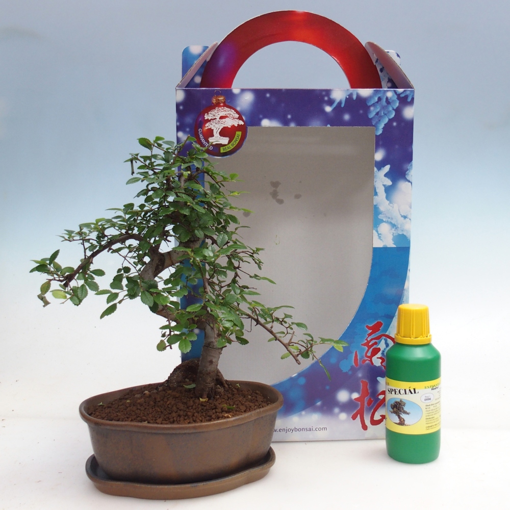 Ulmus parvifolia - brest čínsky