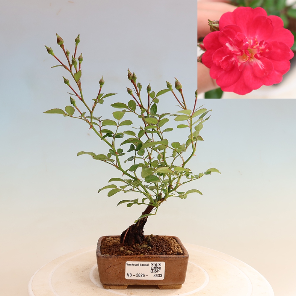Vonkajšie bonsaje – Rosa Kordes – ruže