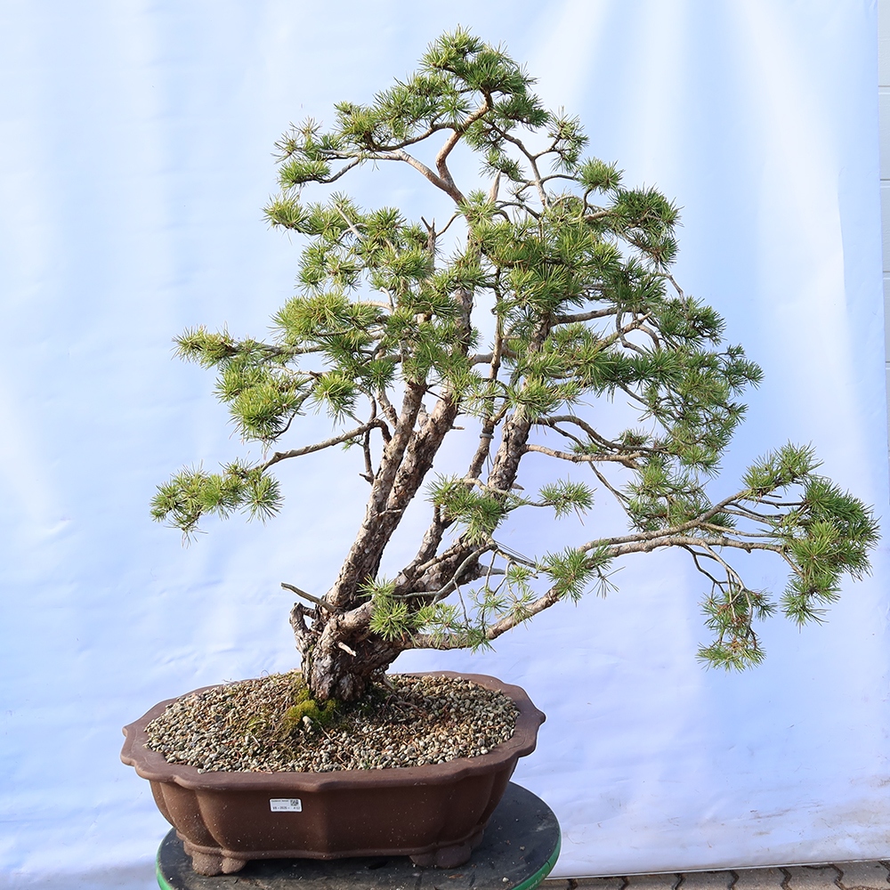 Pinus sylvestris Španielsko – borovica lesná