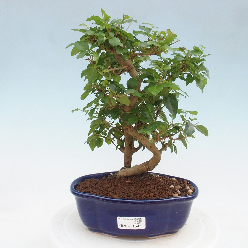 Izbová bonsai -Ligustrum chinensis - Vtáčí zob