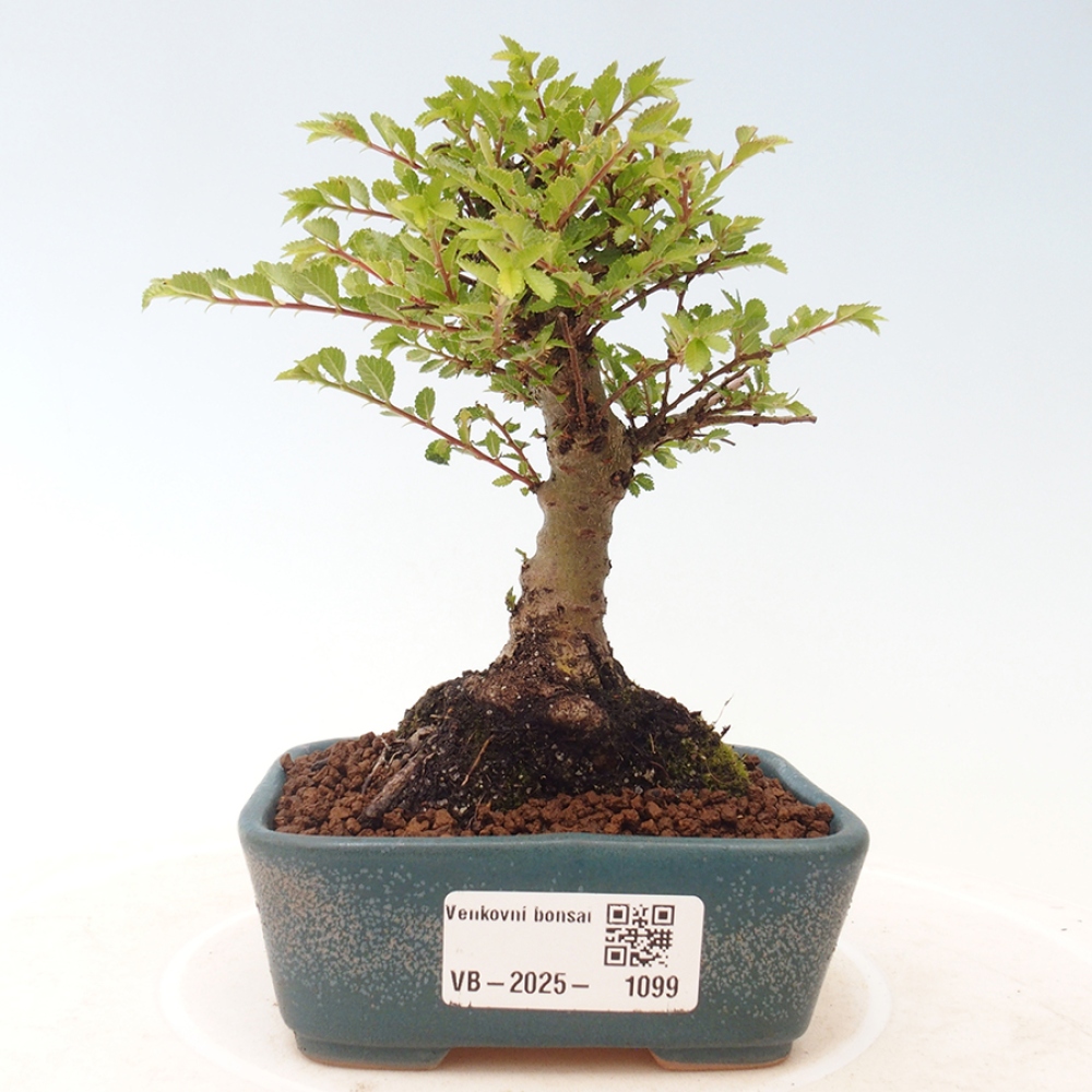 Vonkajší bonsai - Ulmus parvifolia Sagei - Malolistý brest