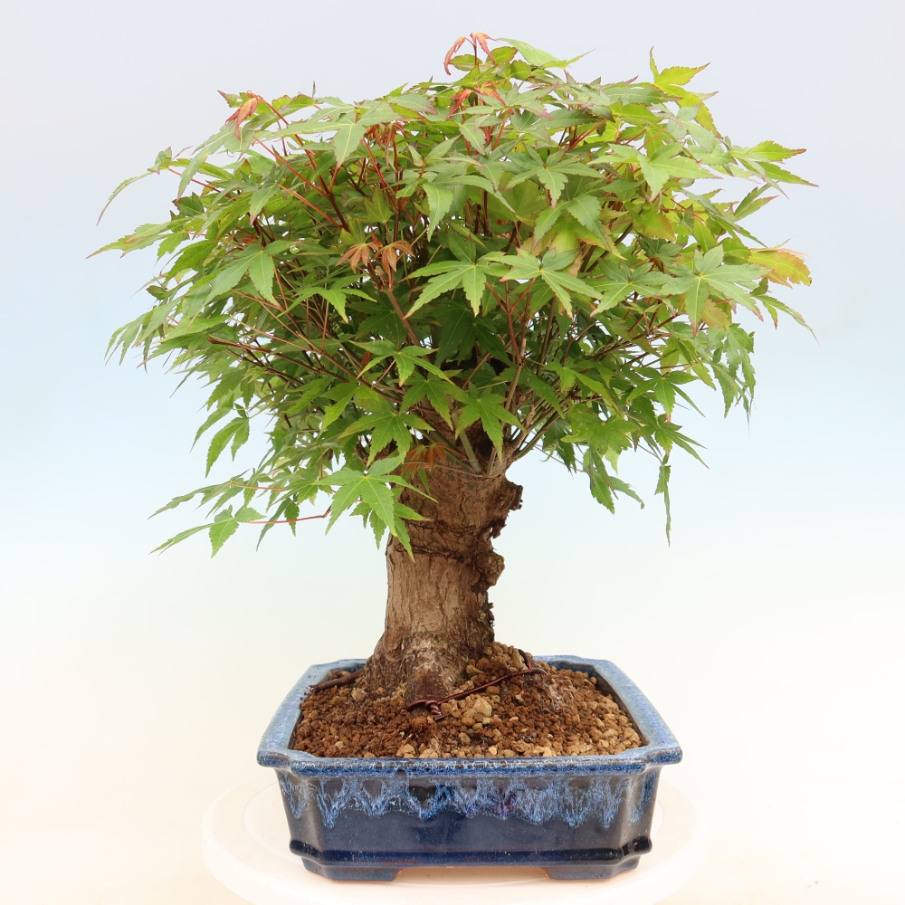 Vonkajšie bonsaje - Javor Burger - Acer Burgerianum