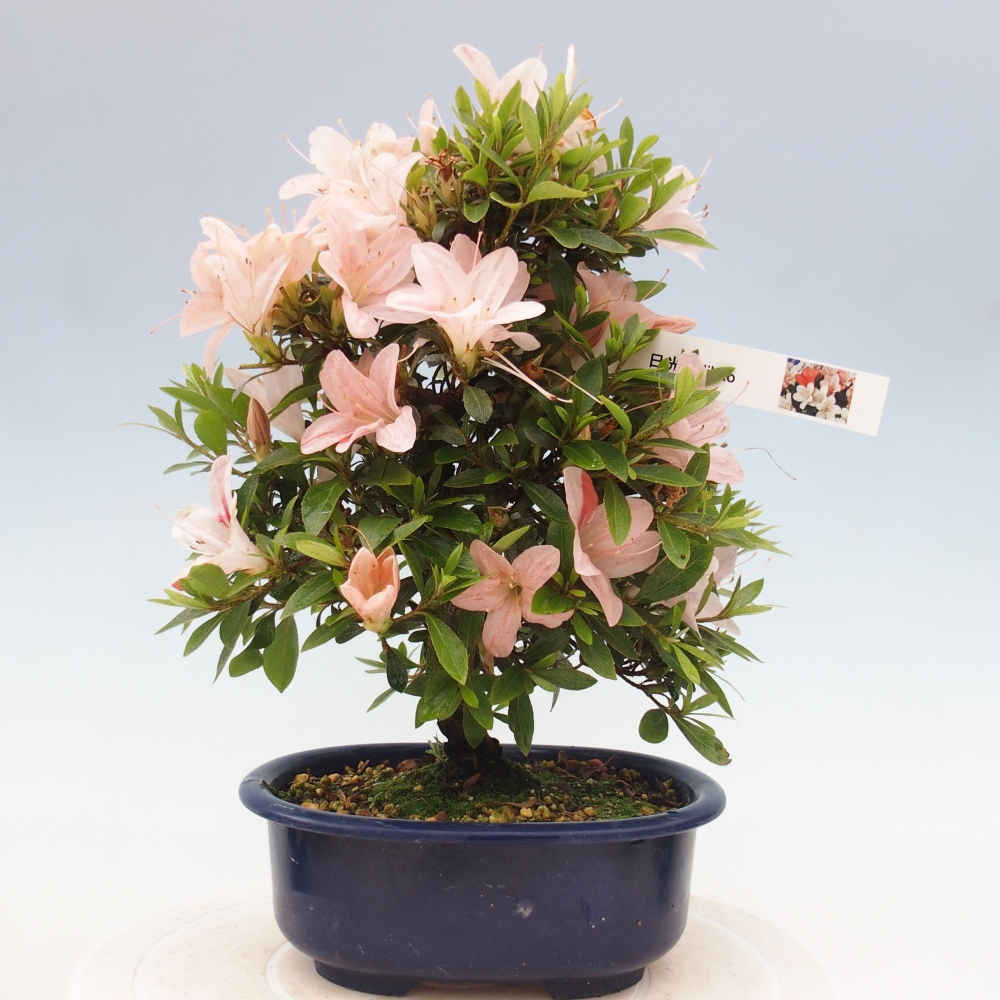 Vonkajší bonsai - Japonská azalka -  Azalea Nikko