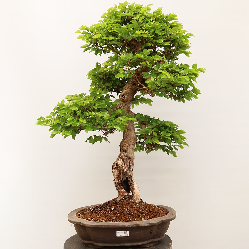 Vonkajší bonsai -Carpinus Coreana - Hrab kórejský