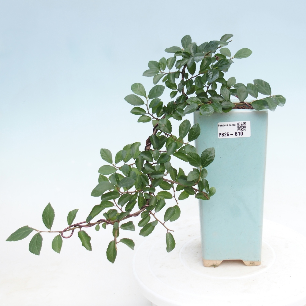 Izbový bonsaj - Grewia occidentalis - Levanduľová hviezdica