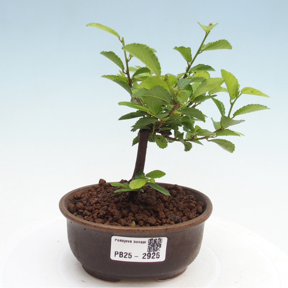 Izbová bonsai - Grewia occidentalis - Hviezdica levanduľová