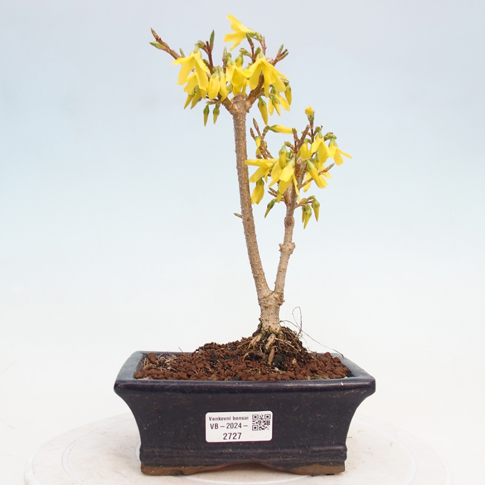Vonkajší bonsai - Zlatice - Forsythia intermedia 