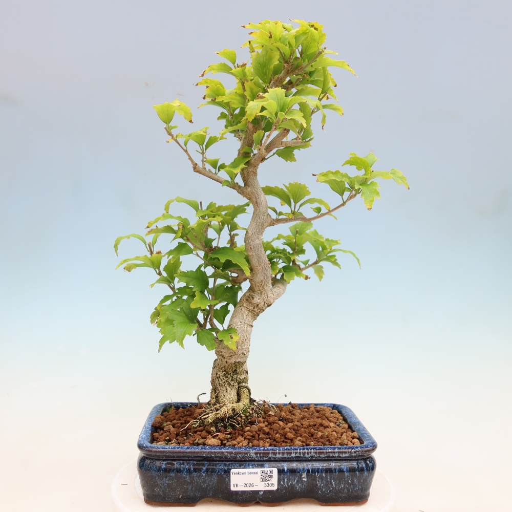 Vonkajší bonsai – Hibiscus syriacus – ibištek sýrsky